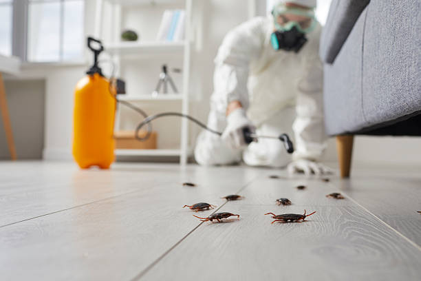 Commercial Rodent Management in Dwight